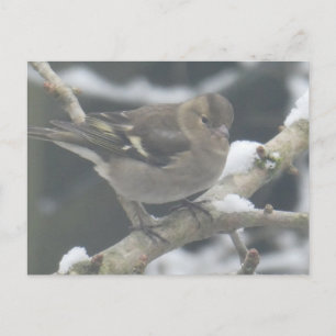 Jolie pinson dans la neige carte postale DIY