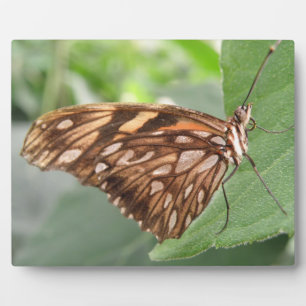 Jolie plaque papillon Brown