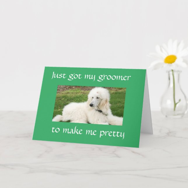 JOLIE "POODLE" DIT "HEUREUSE CARTE D'ANNIVERSAIRE" (Petite plante)