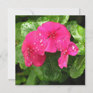 Jolie rose Fleurs de printemps Macro Photographie