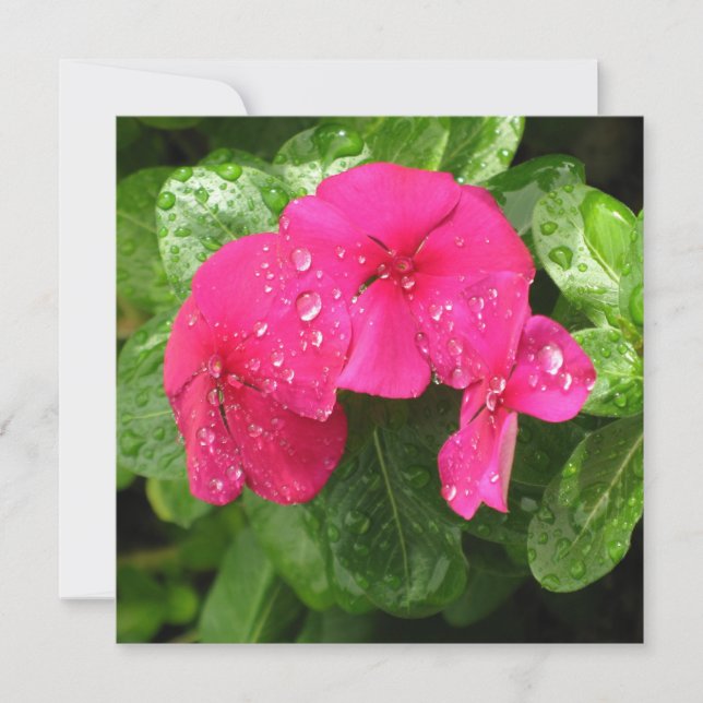 Jolie rose Fleurs de printemps Macro Photographie (Devant)