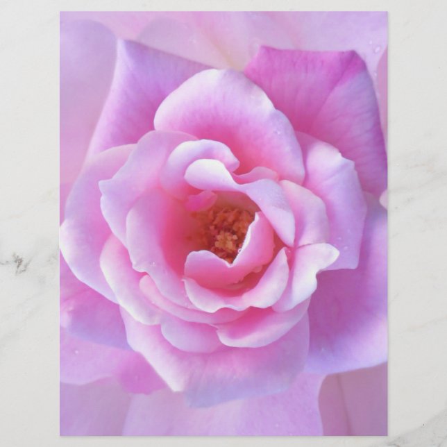 Jolie rose rose (Devant)