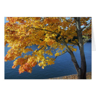 Jolie scène d'automne