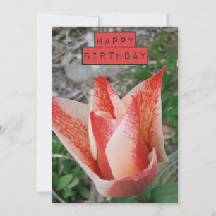 Jolie Tulip Floral Carte d'anniversaire