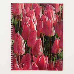 Jolie tulipe rose