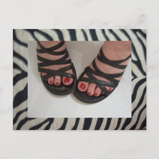 Jolies cartes postales Zebra (Devant)