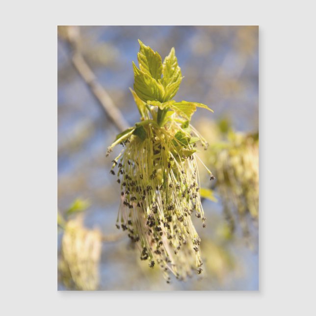 Jolies feuilles en photo de printemps (Devant)