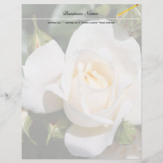 jolies fleurs de rose blanches pures. amour, roman