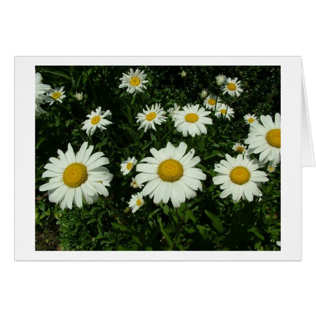 jolies fleurs marguerites blanches. (Devant horizontal)
