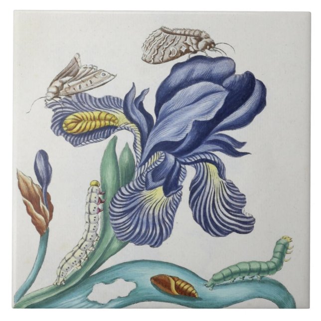 jolies fleurs vintages et insectes carreaux en cér (Devant)