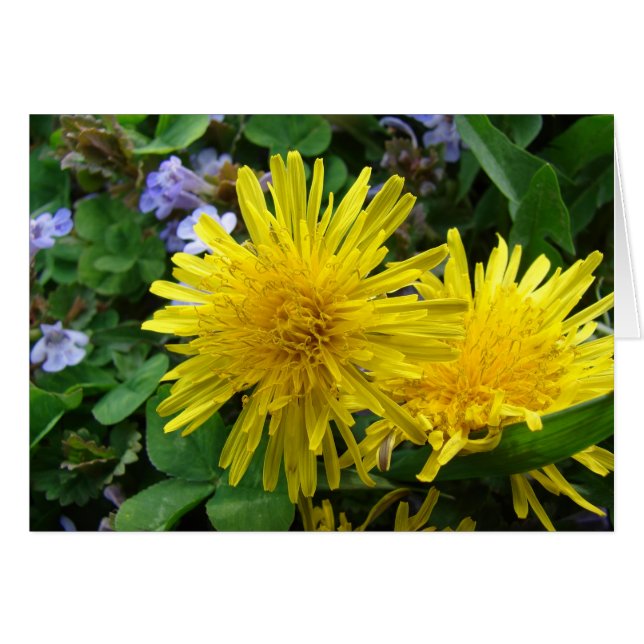Jolies mauvaises herbes (Devant horizontal)