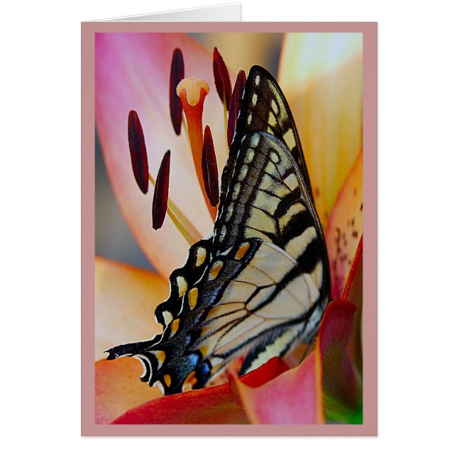 Jolies Pétales (Devant)