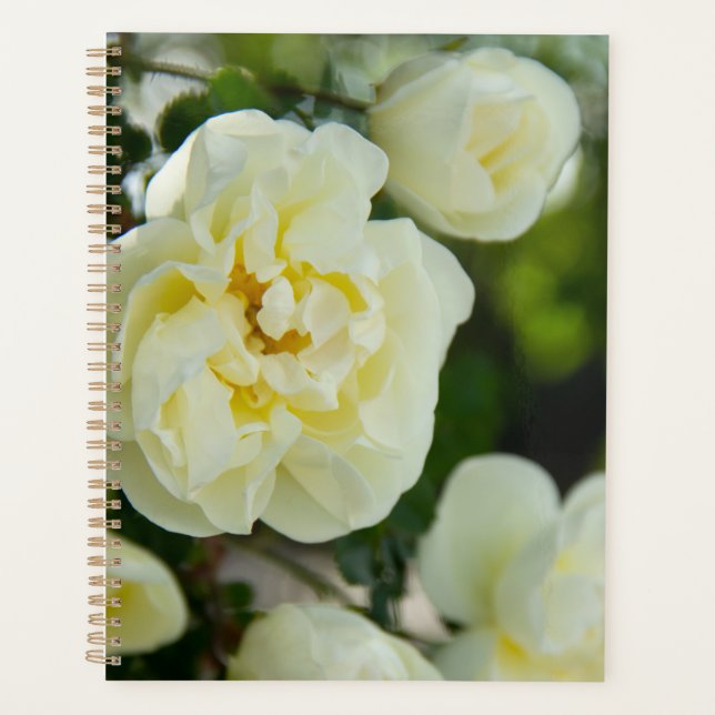 Jolies roses blanches pour positif   (Devant)