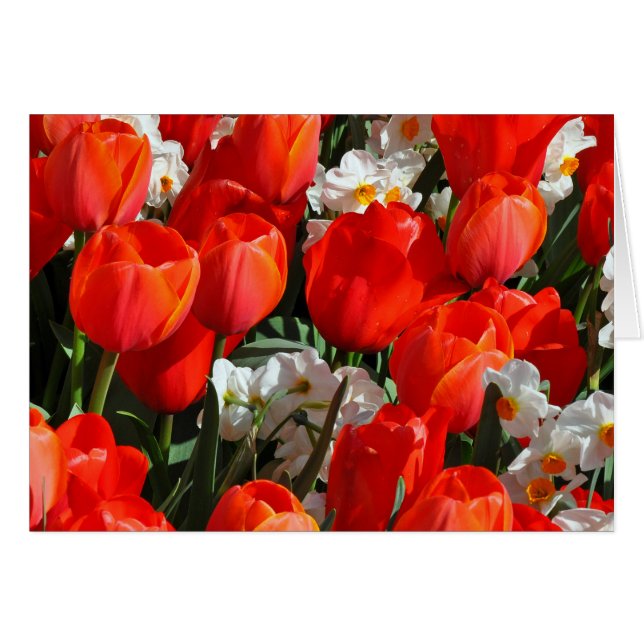 Jolies tulipes et jonquilles (Devant horizontal)