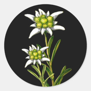 Jolis autocollants d'edelweiss