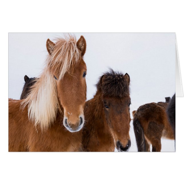 Jolis chevaux islandais ensemble (Devant horizontal)