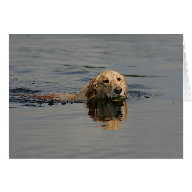 Jolis Retriever (Devant horizontal)