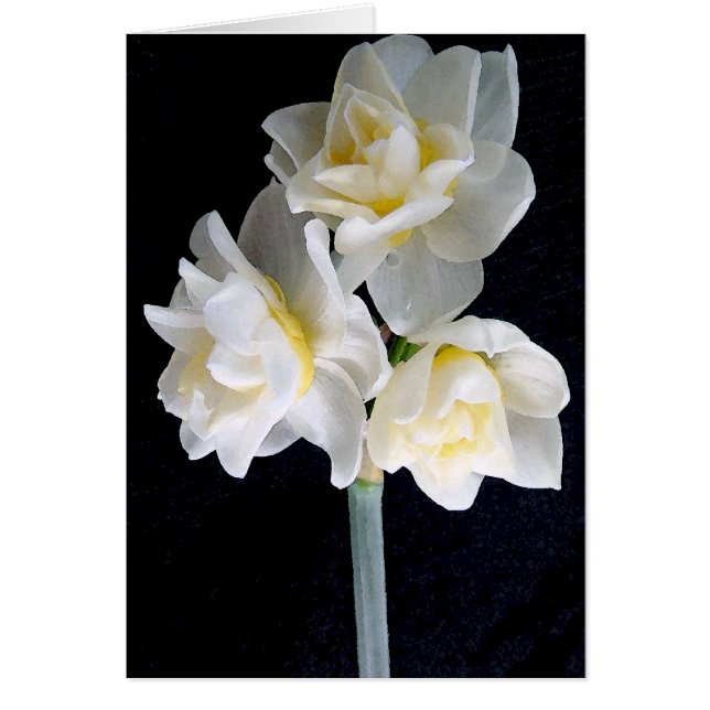 Jonquil Flower - Ecclesiastes 3:1 (Devant)