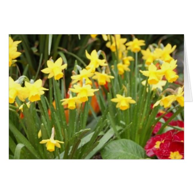 jonquilles (Devant horizontal)