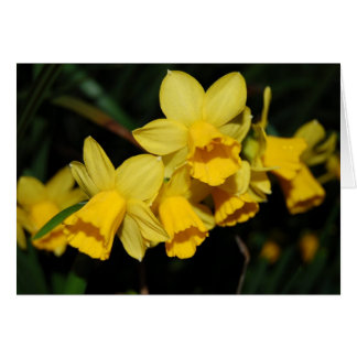 jonquilles