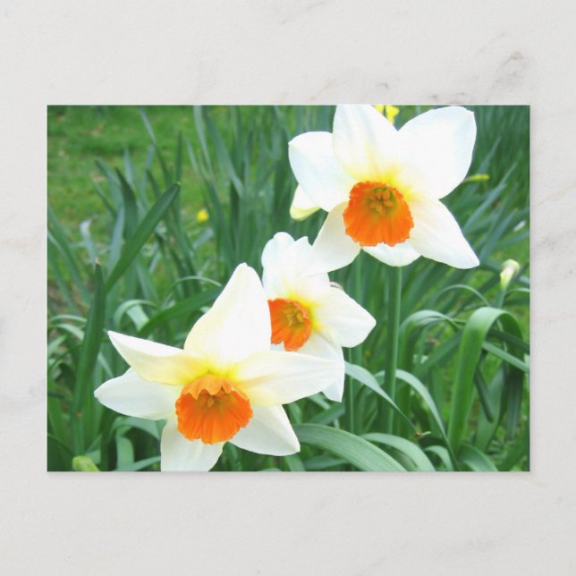 Jonquilles blanches - Carte postale (Devant)