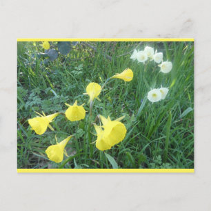 Jonquilles blanches et jaunes Arctic Bells carte p