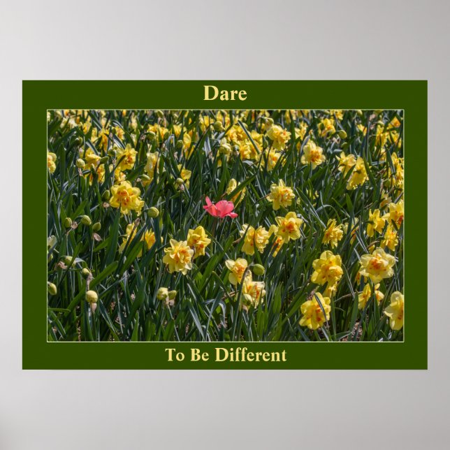 Jonquilles Dare To Be Different   Affiche (Devant)