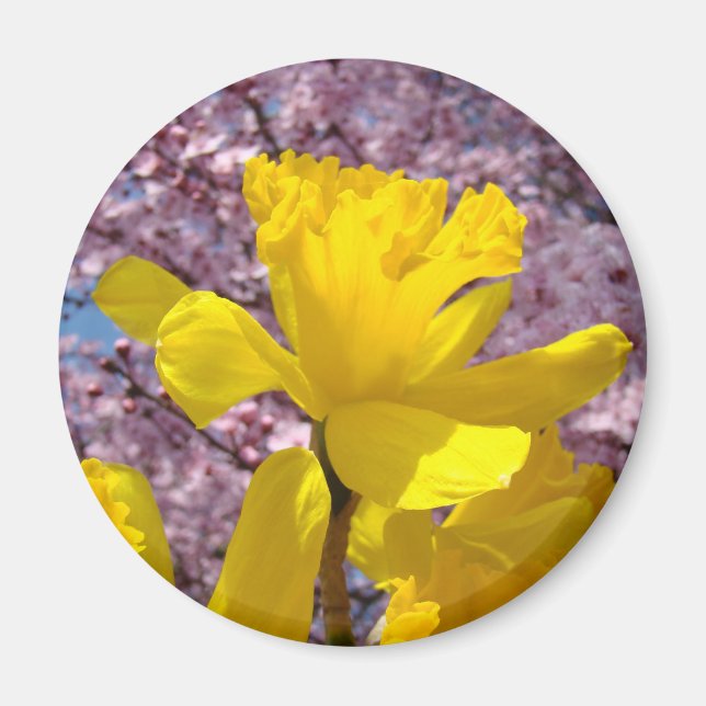 Jonquilles de printemps Magnet cadeaux Fleurs rose (Devant)