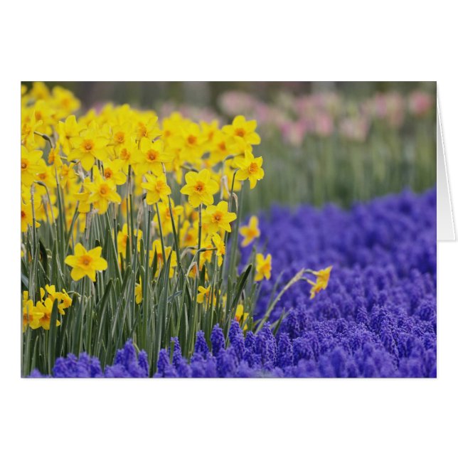 Jonquilles et Muscaris, Keukenhof 3 (Devant horizontal)