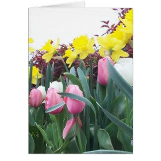 Jonquilles et tulipes de ressort