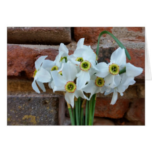 jonquilles près du mur de la forteresse