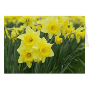 Jonquilles RF)