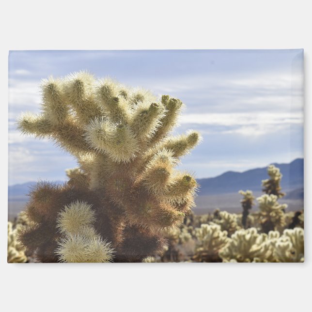 Joshua Tree Cholla Magnet (Recto)
