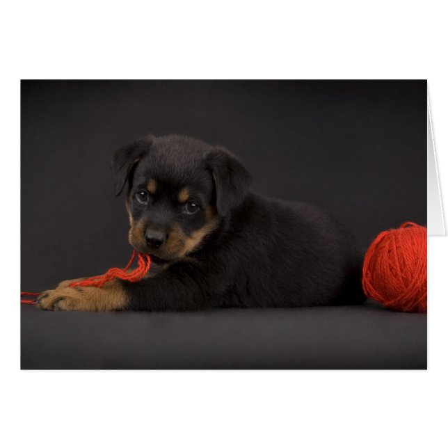 Jouer au chiot 5 (Devant horizontal)