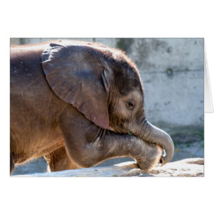 Jouer bébé éléphant