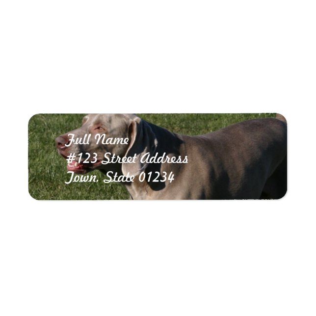 Jouer Weimaraner Chien Étiquette de messagerie (Devant)