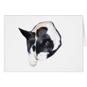 Joueur de pipeau - dormant