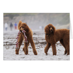 Jour 2010 #10 de caniche