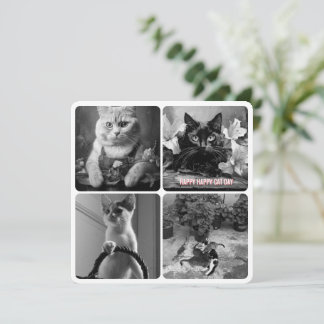 jour du chat noir blanc