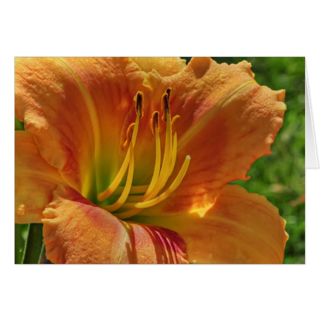 Jour Lily no 1 (Devant horizontal)