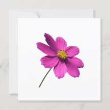 JOUR ROSE, BLANC TOUTE CARTE D'OCCASION