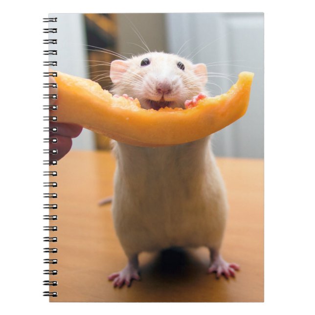 Journal de la souris Marty (Devant)