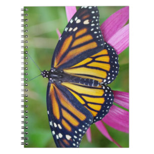 Journal de papillon de monarque