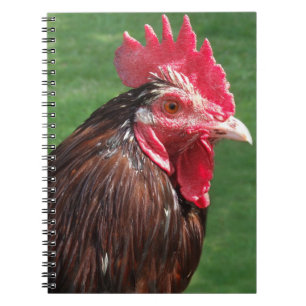 Journal des costumes