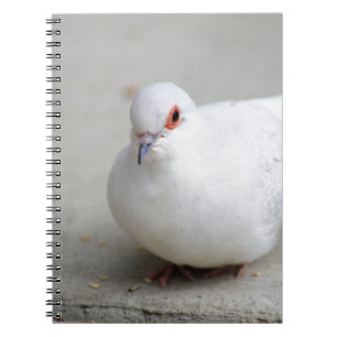 Journal d'oiseau de colombe de diamant
