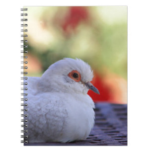 Journal d'oiseau de colombe de diamant