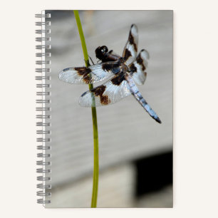 Journal du Carnet de libellules Brown