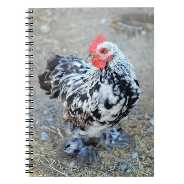 Journal du Carnet de poulet Bantam Cochin en boute (Devant)