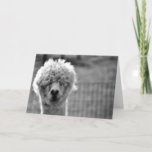 Journée des cheveux mauvais - Carte Alpaca
