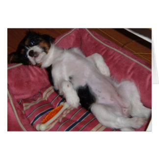 Jours de chiens d'été